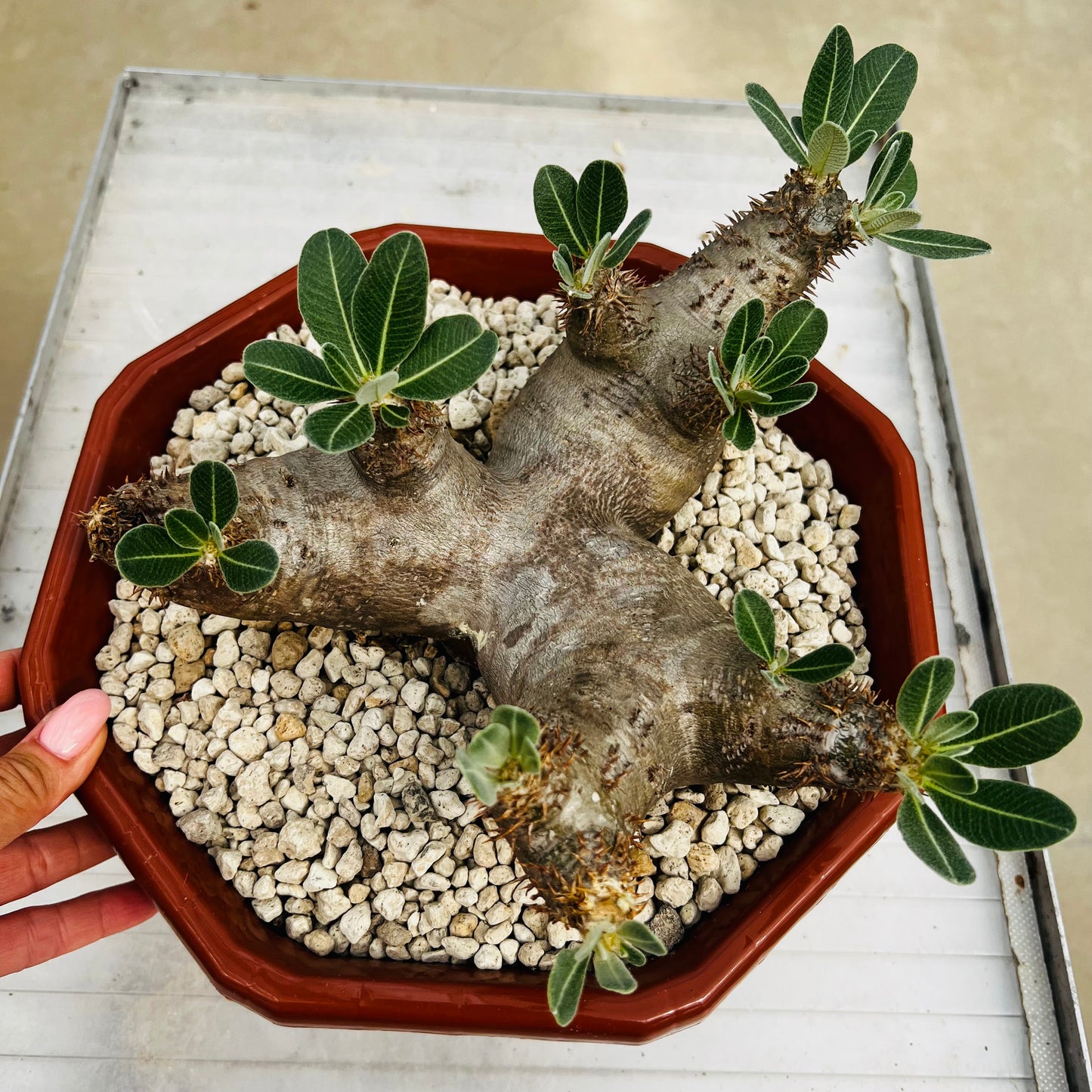 Pachypodium makayense stor, barroted plante