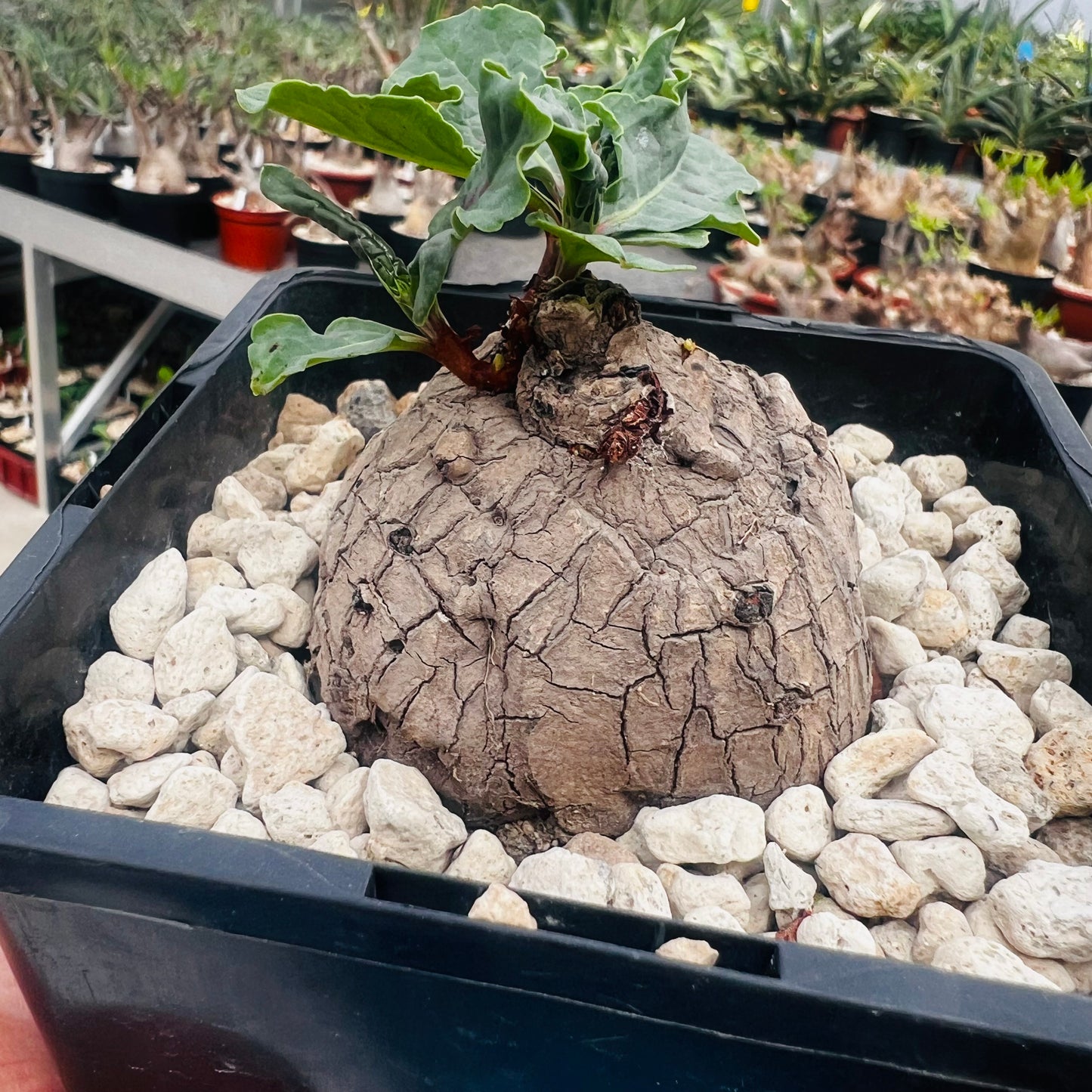 Polygonaceae sp., barroted plante