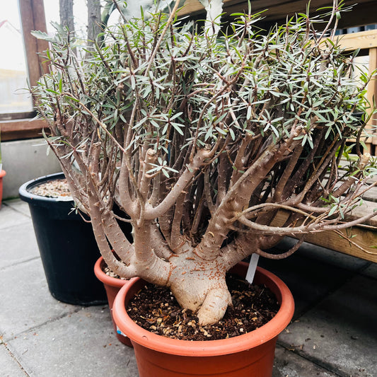 Euphorbia balsamifera, 20 cm potte