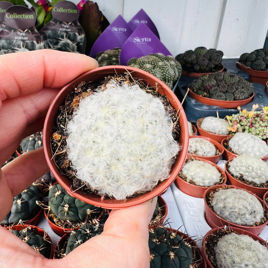 Mammillaria plumosa, 5 cm potte