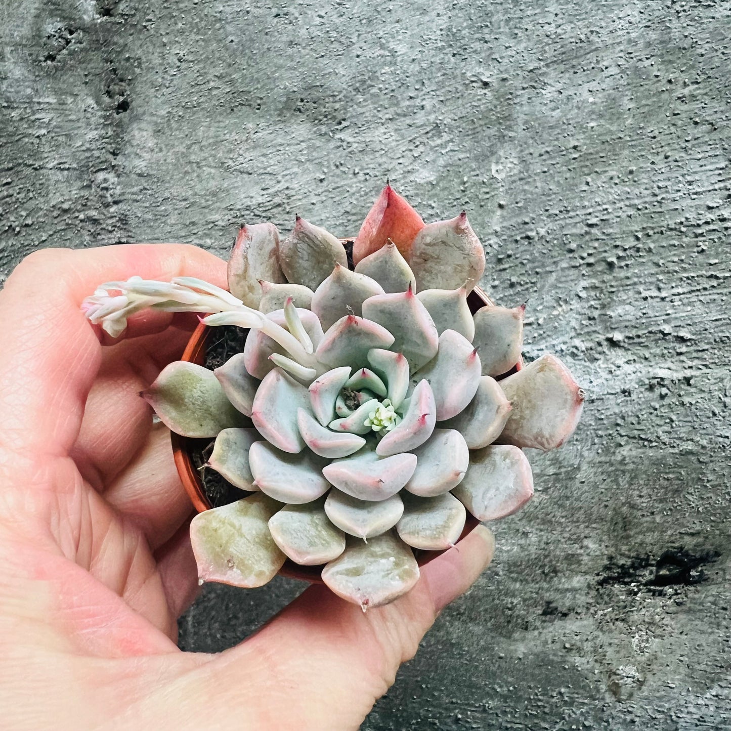 Echeveria rosea, 5 cm pot – Olgas planter