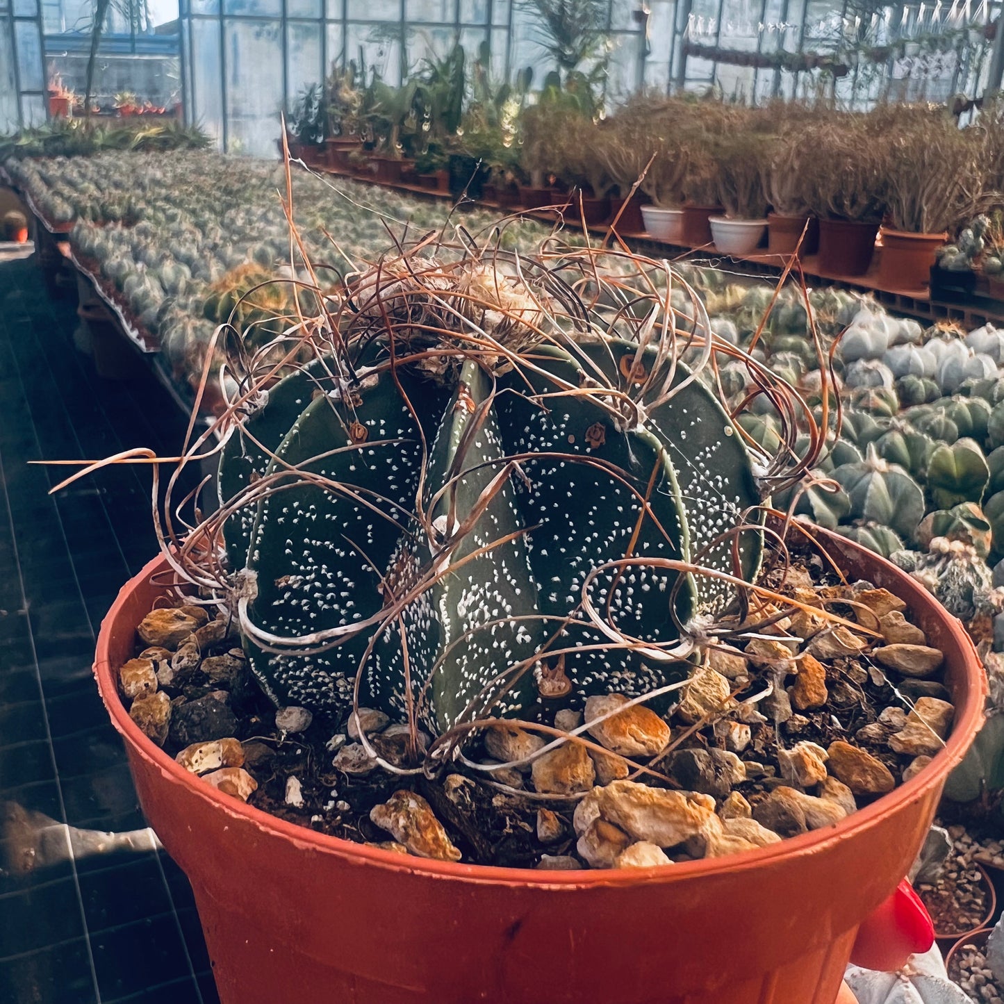 Astrophytum capricorne cv.crassispinoides, 12 cm potte