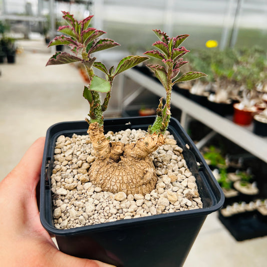 Monadenium echinulatum, barroted plante