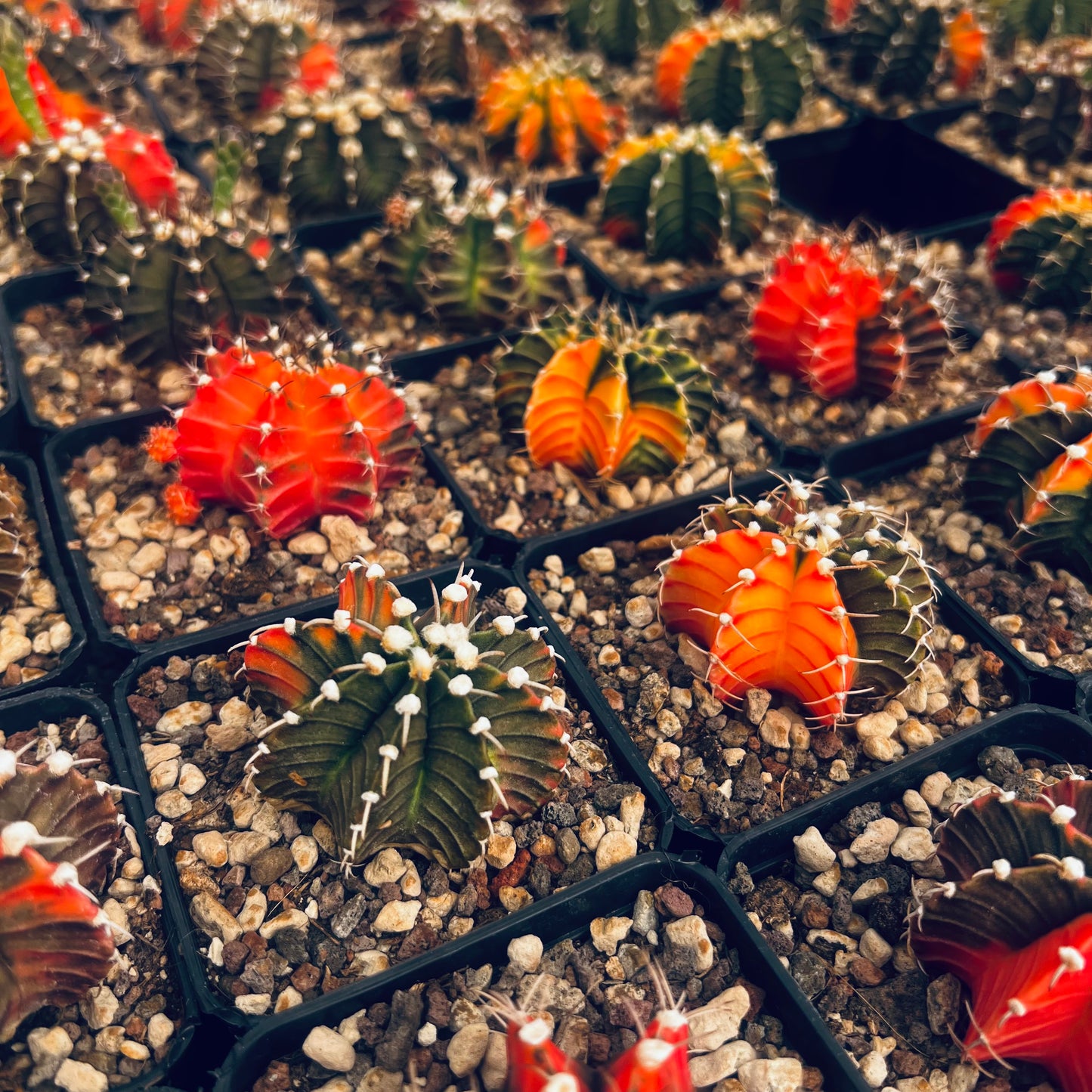 Gymnocalycium mihanovicii f.variegata, 7 cm potte