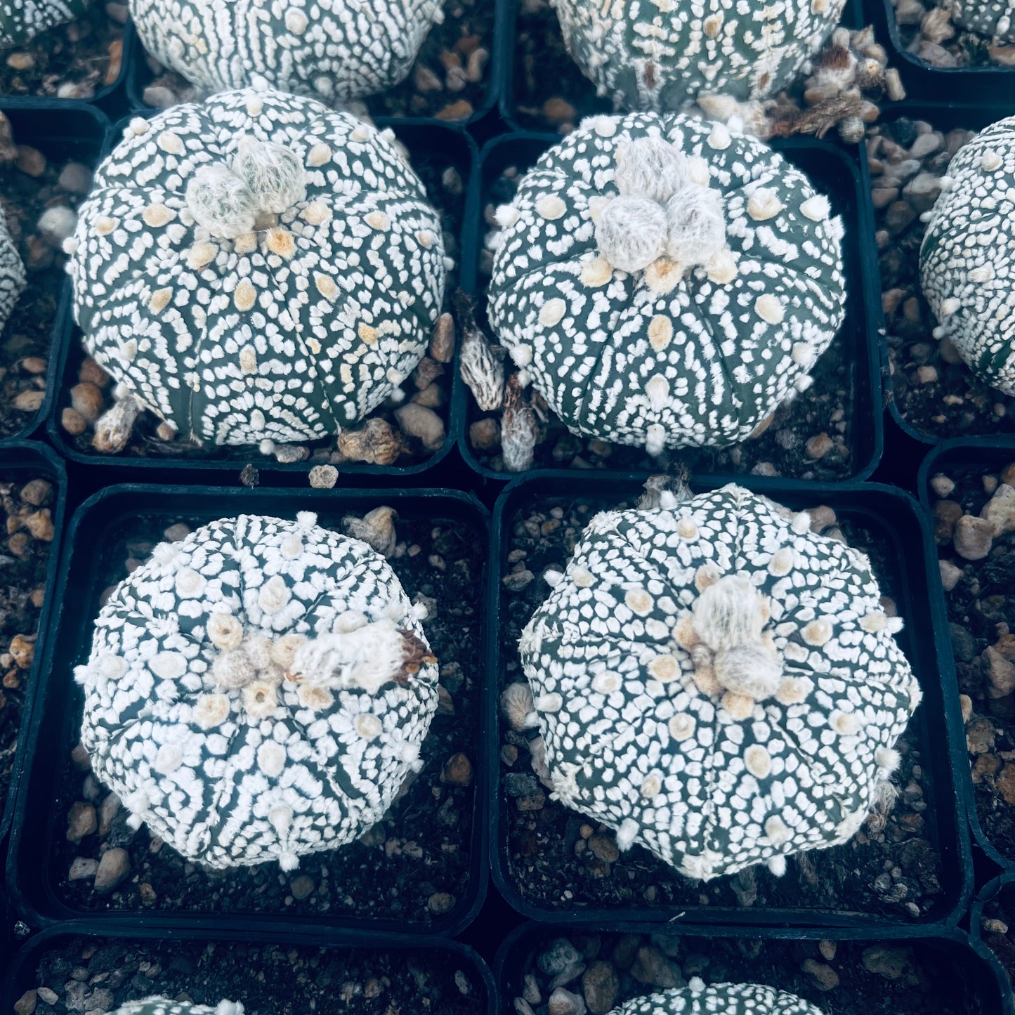 Astrophytum asterias Superkabuto, 7 cm potte