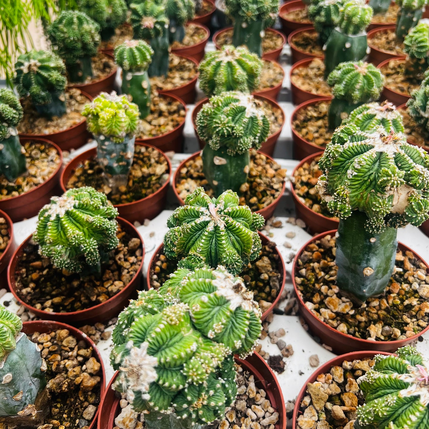 Aztekium ritteri, podet, 10 cm potte