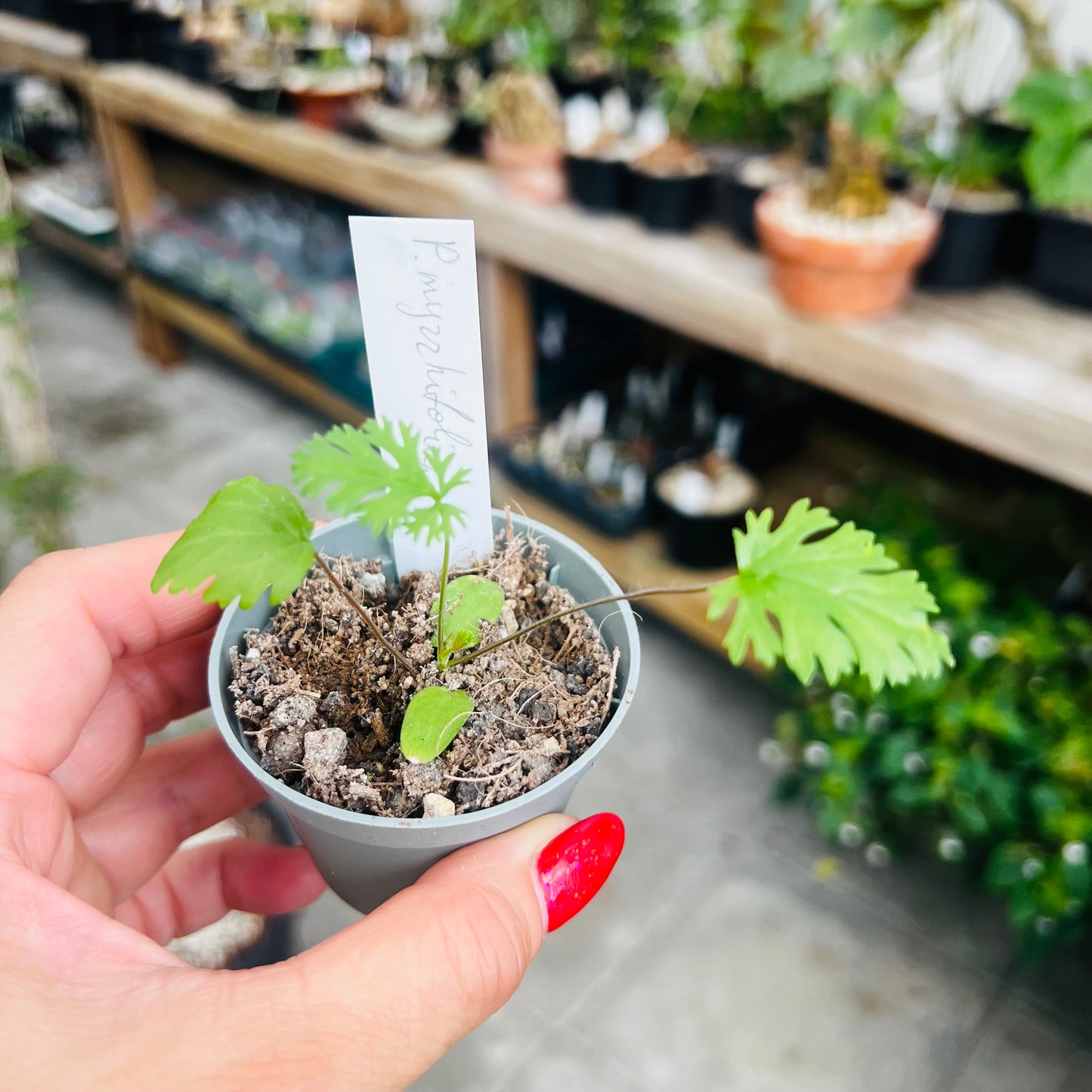 Pelargonium myrrhifolium, 5 cm potte