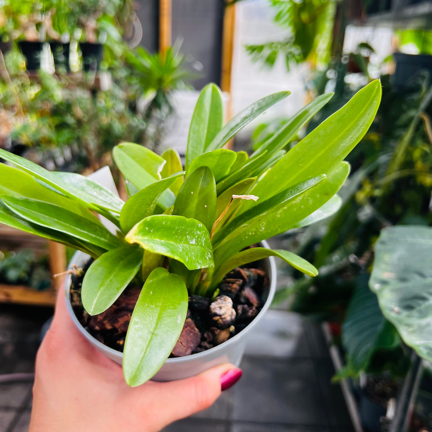 Masdevallia Devil’s Heart