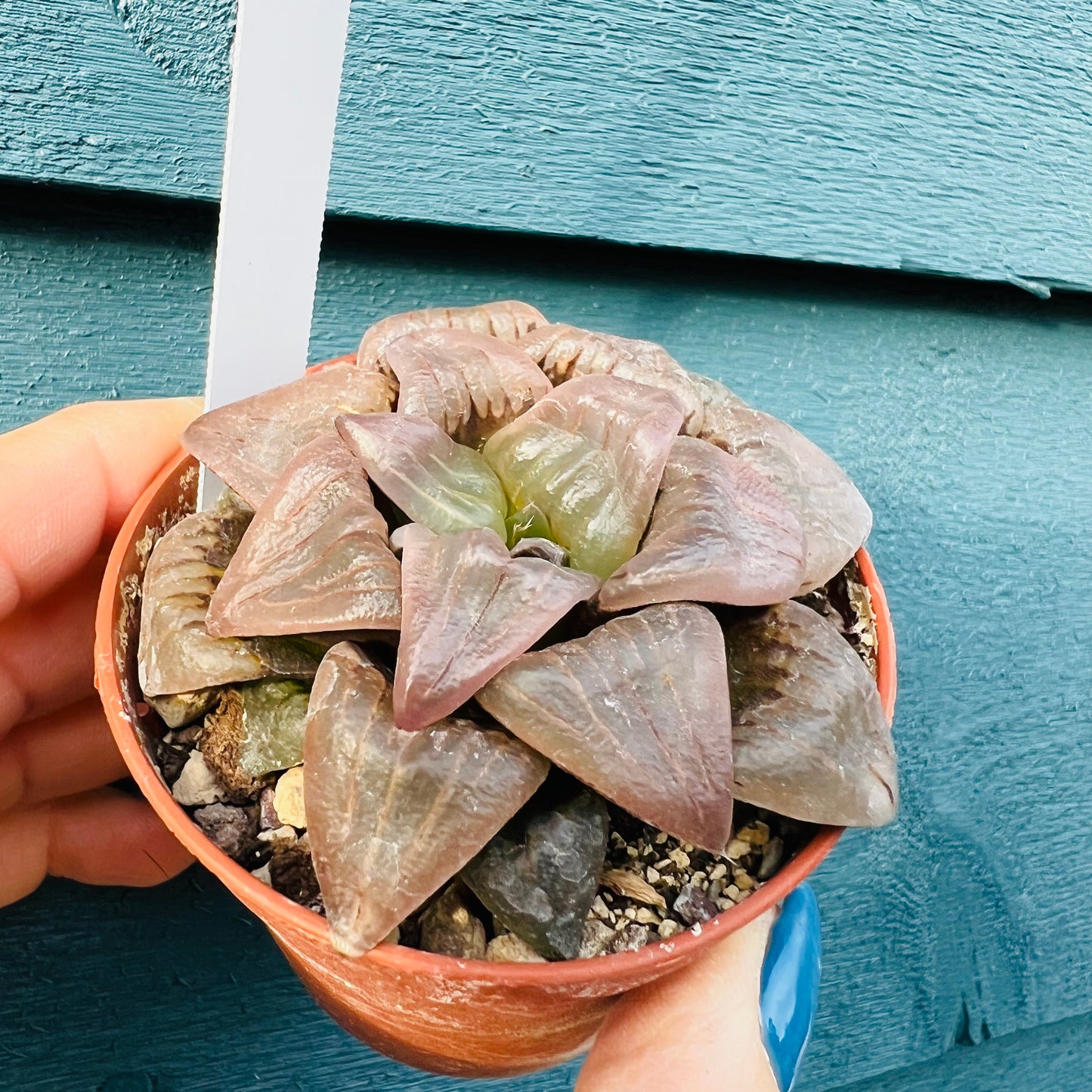 Haworthia sp. 4, 7 cm potte