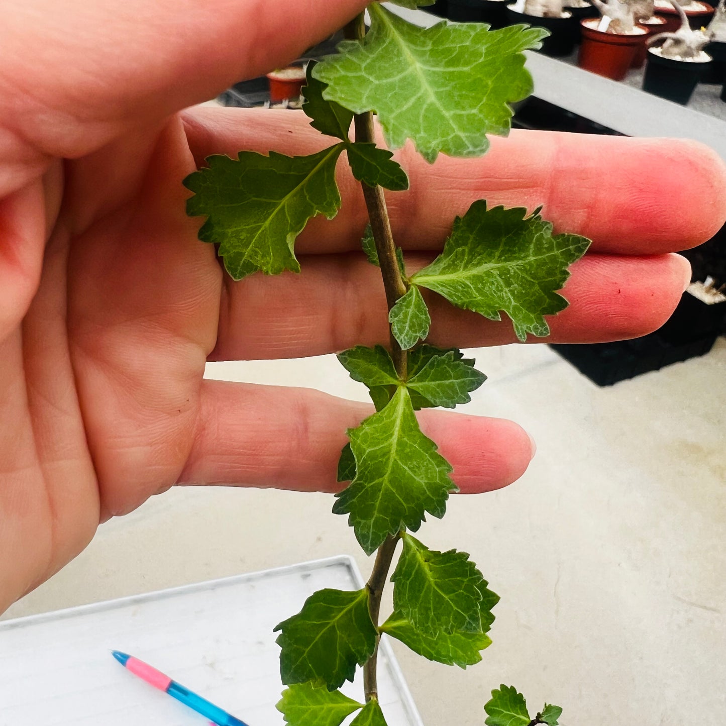 Commiphora wigtii, barroted plante