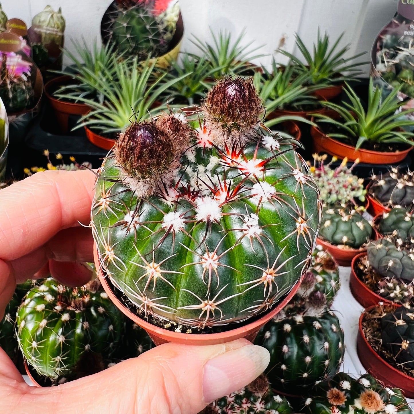 Notocactus uebelmanianus, 5 cm potte