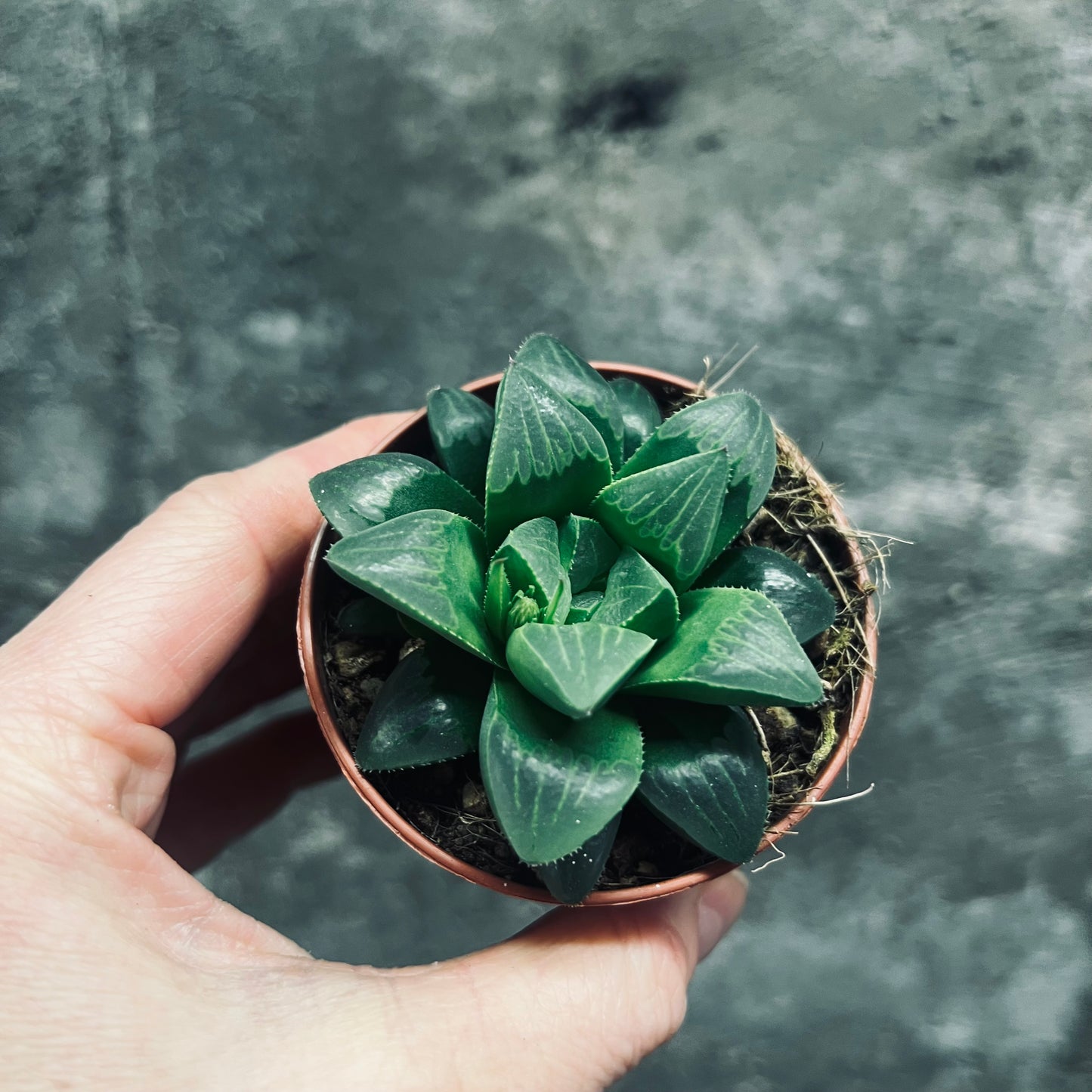 Haworthia retusa, 6 cm potte