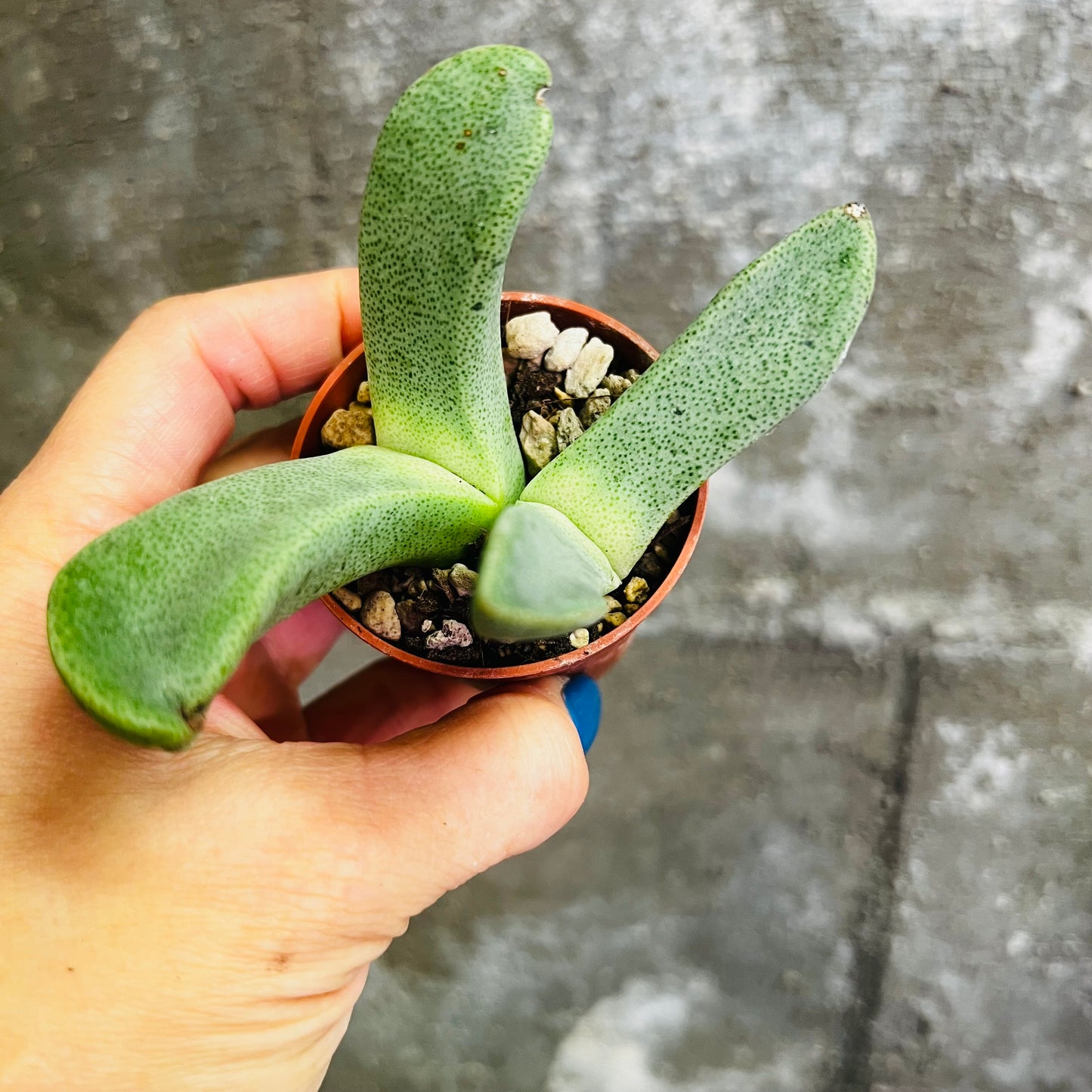 Pleiospilos compactus, 4 cm potte