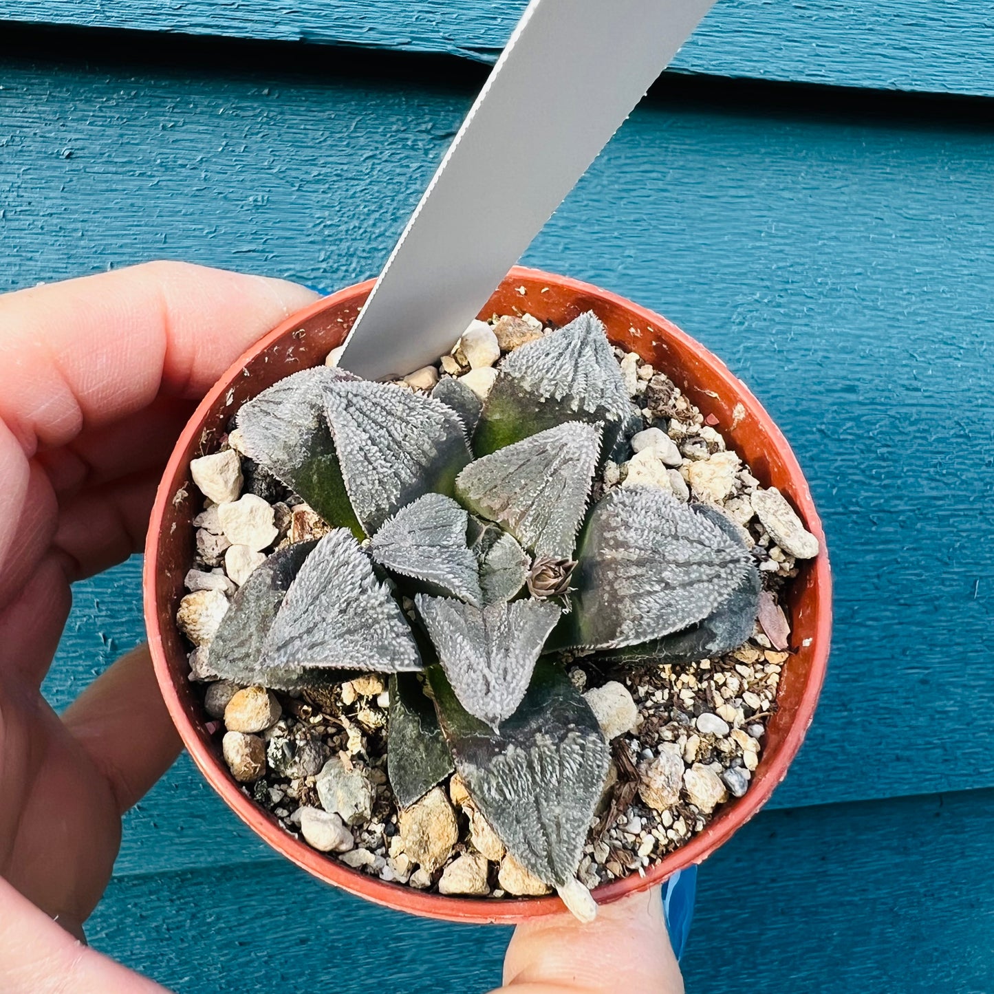 Haworthia sp. 5, 7 cm potte