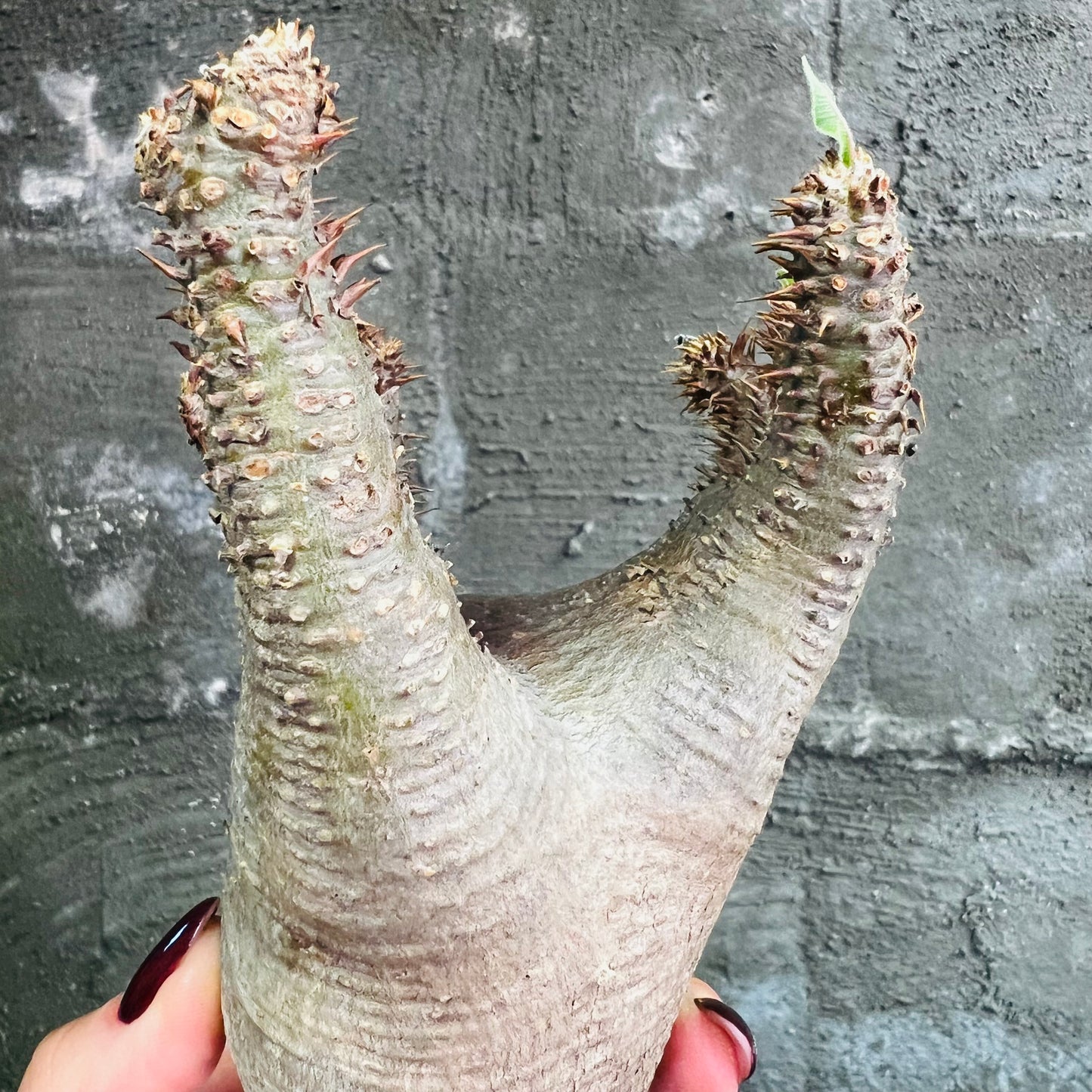 Pachypodium makayense, barroted plante