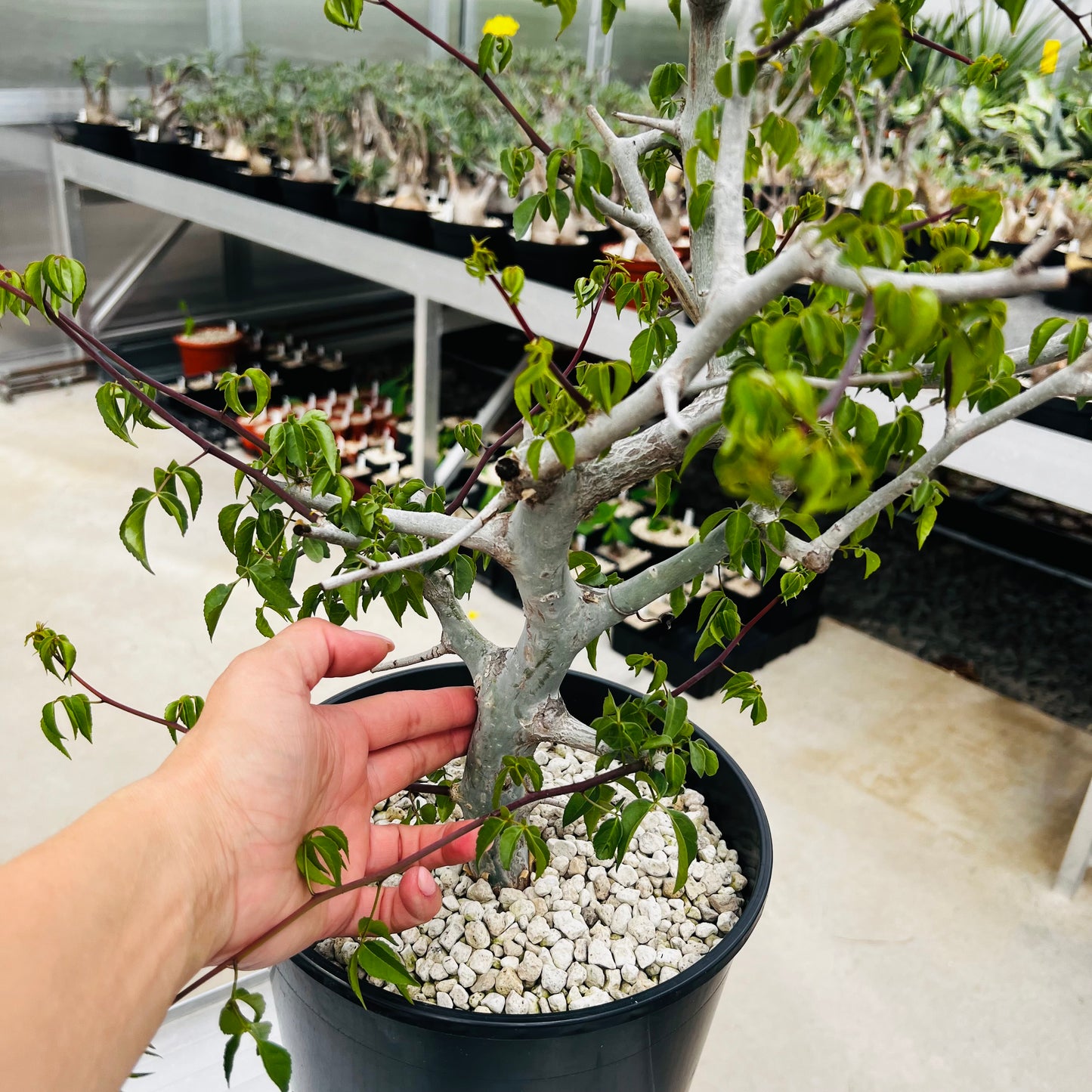 Commiphora sp.blue peeling bark stor, barroted plante