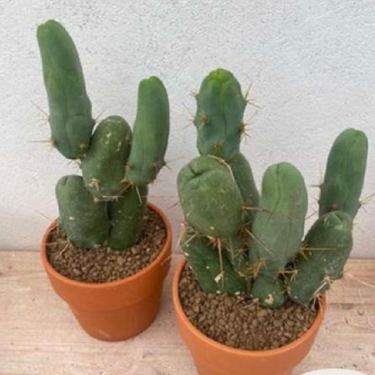 Trichocereus bridgesii, 15 cm potte