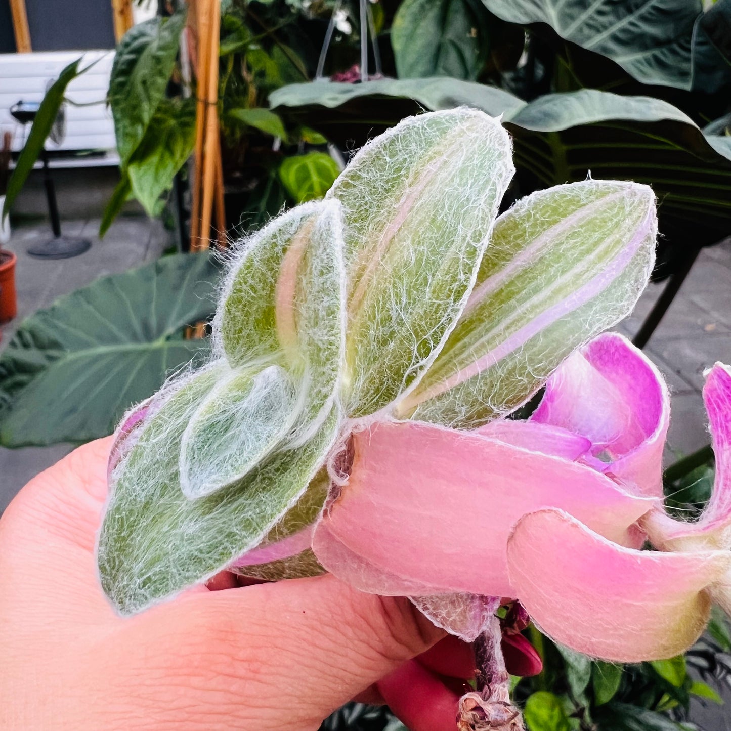 Tradescantia sillamontana f.variegata, uroted stikling