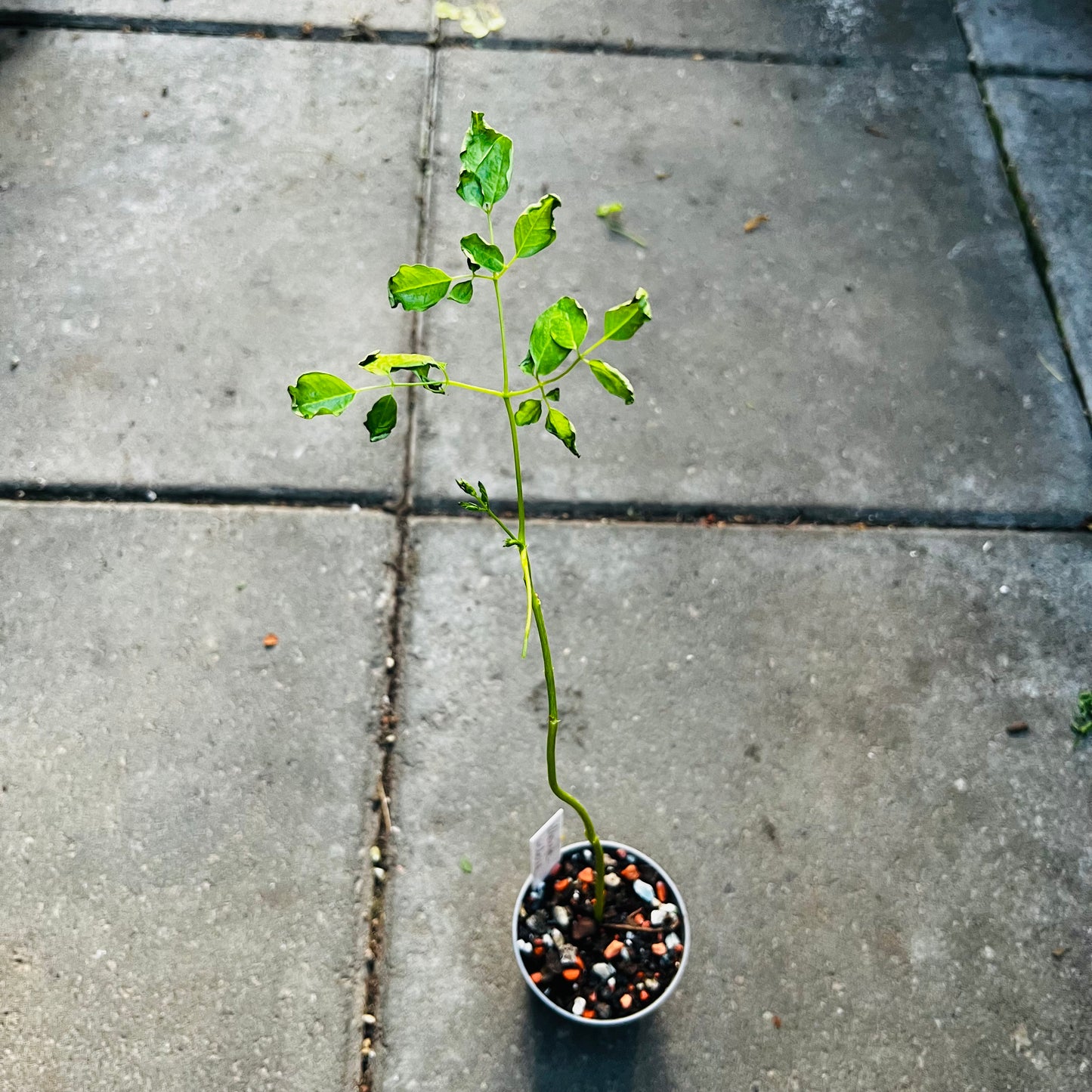 Moringa arborea, 9 cm potte