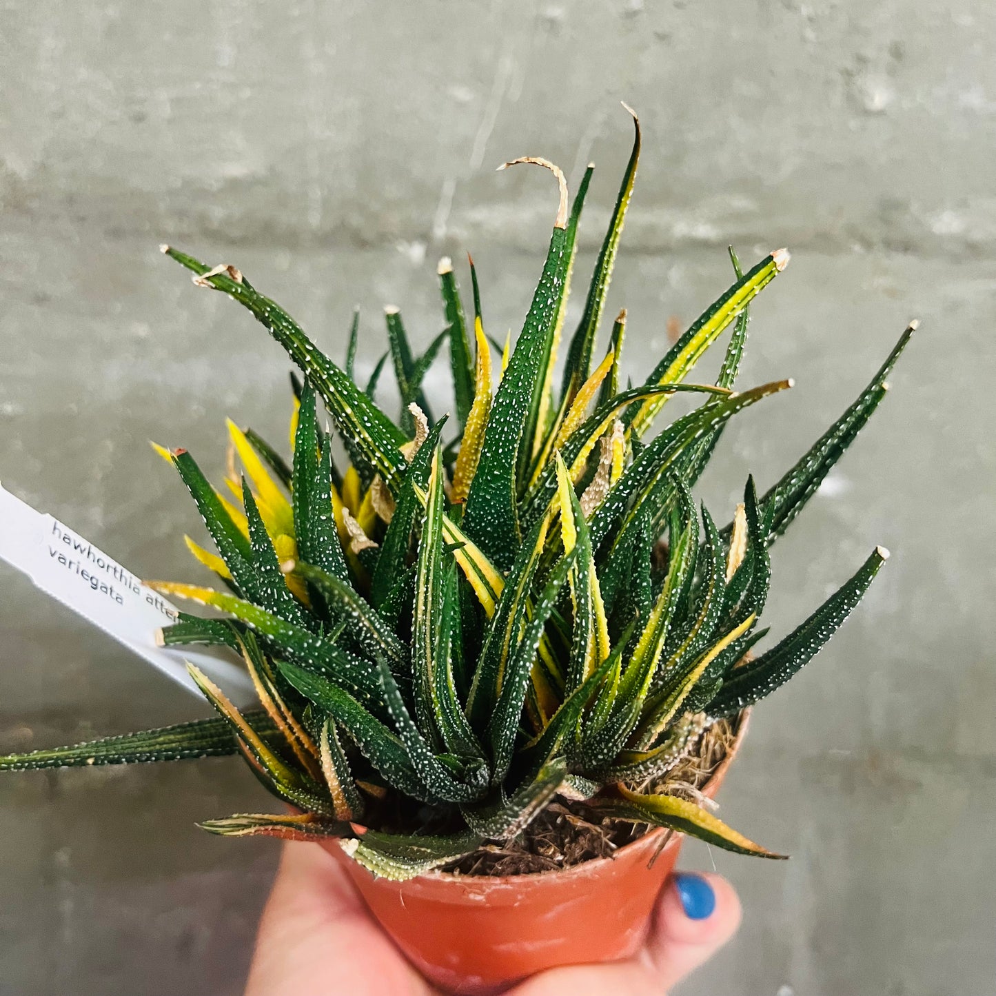 Haworthia attenuata f.variegata, 10,5 cm potte