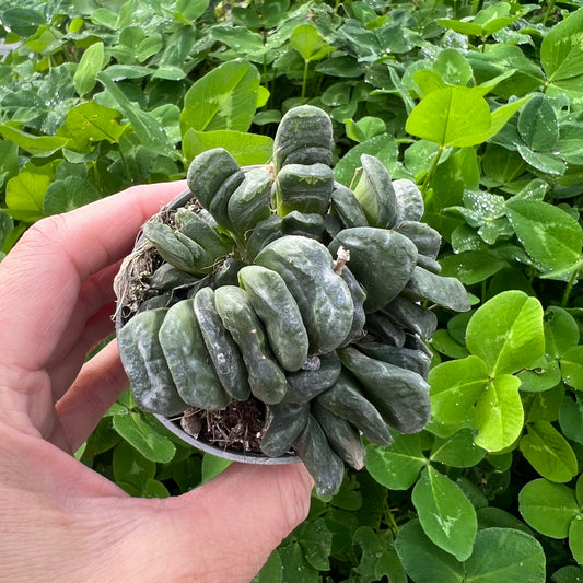 Haworthia truncata, 6 cm potte