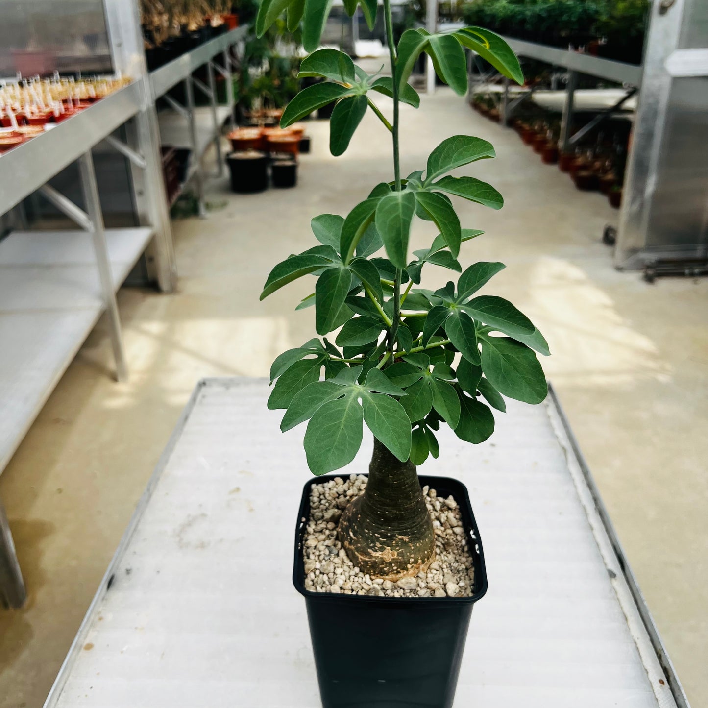 Adenia glauca liten, barroted plante