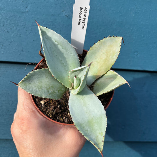 Agave pygmaea ‘Dragon Toes’, 10 cm potte