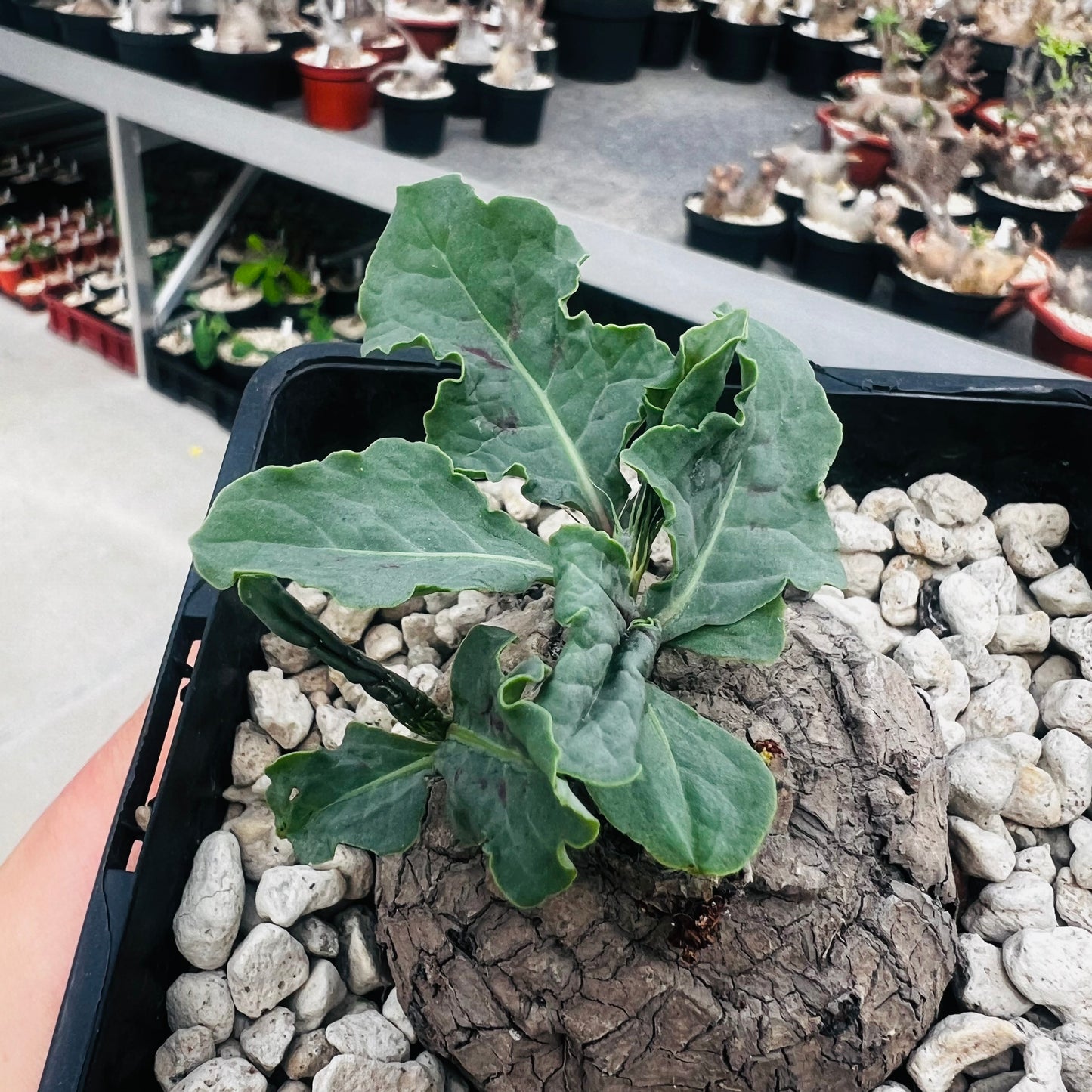 Polygonaceae sp., barroted plante