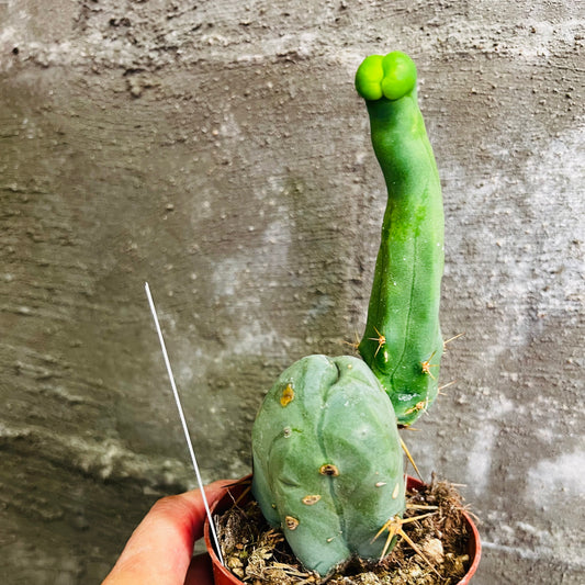 Trichocereus bridgesii, 9 cm potte