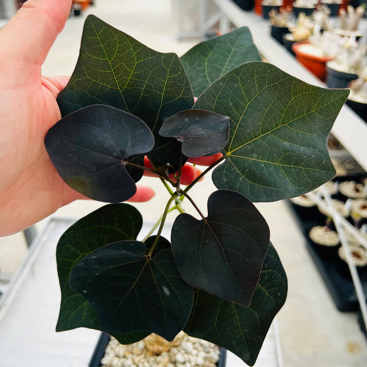 Adenia stylosa red leaf, barroted plante