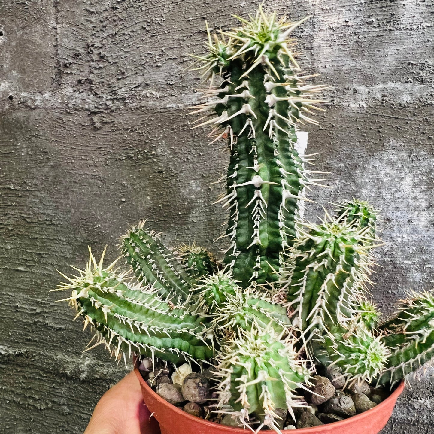 Euphorbia phillipsioides, 10,5 cm potte