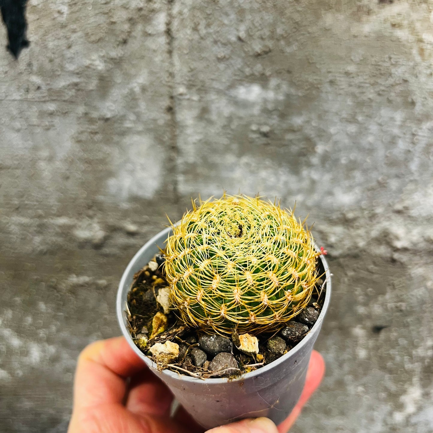 Sulcorebutia gemmae, 6 cm potte