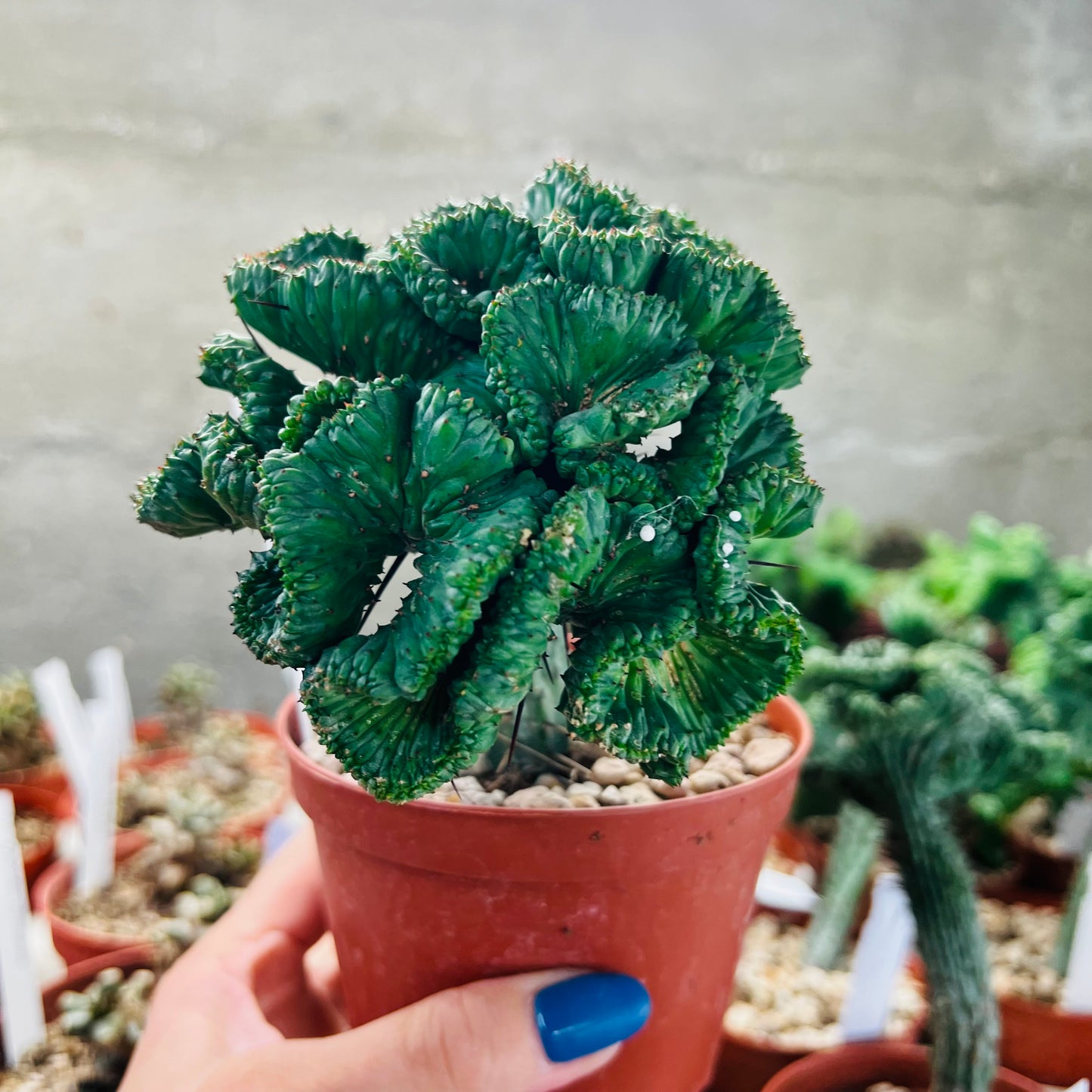 Euphorbia enopla f.cristata, 10 cm potte