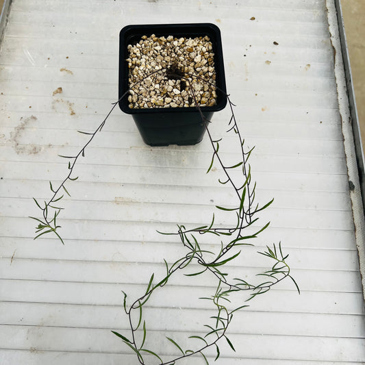 Ipomoea linosepala ssp.alpina, barroted plante