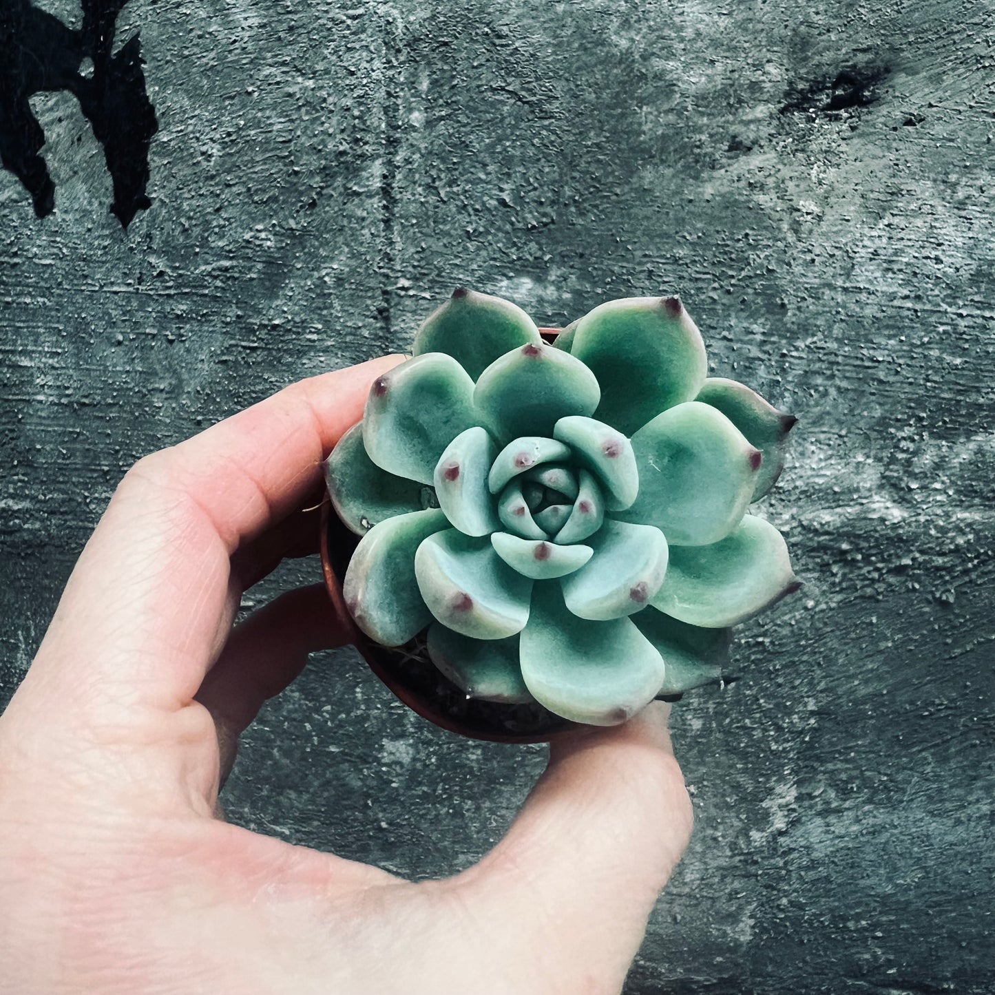 Echeveria chihuahuaensis, 5 cm pot