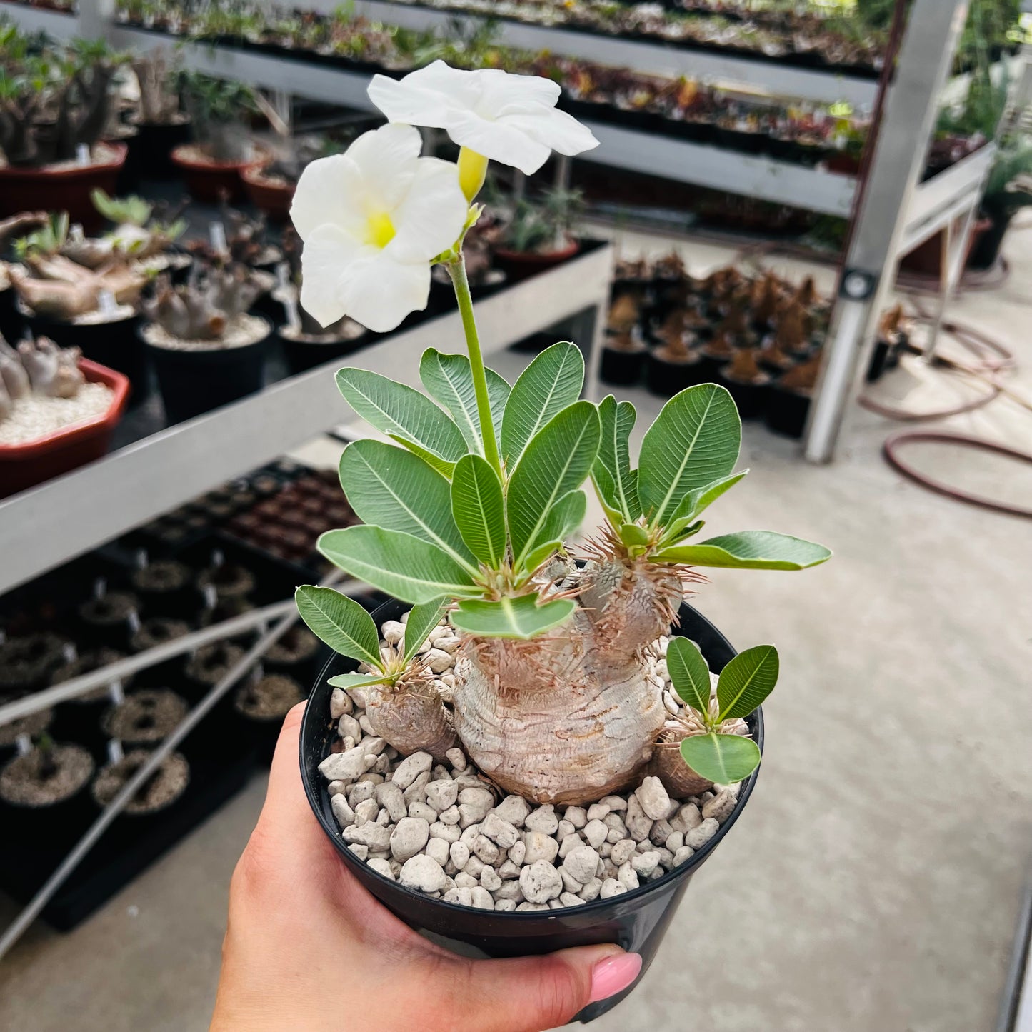 Pachypodium eburneum liten, barroted plante