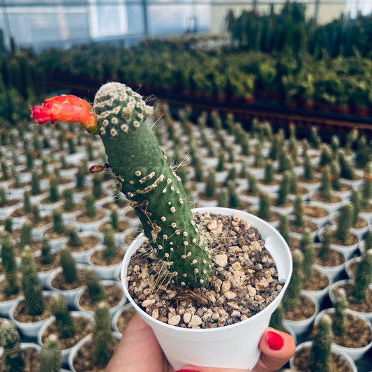 Cleistocactus jujuensis f.monstruosa, 10,5 cm potte