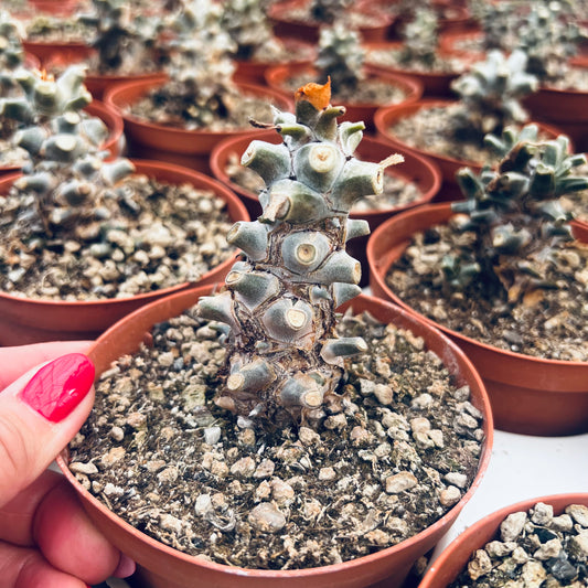 Tylecodon hirtifolium, 15 cm potte