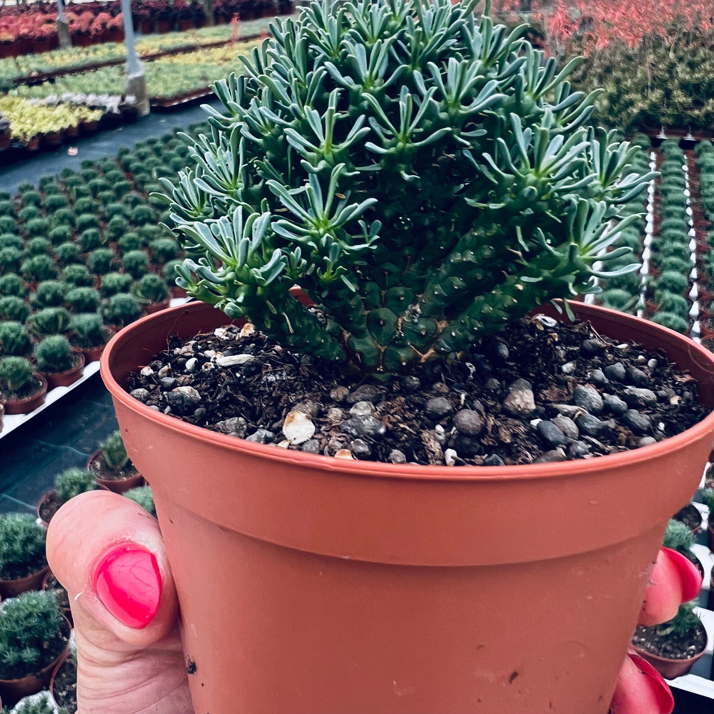 Euphorbia multiflora, 10 cm potte