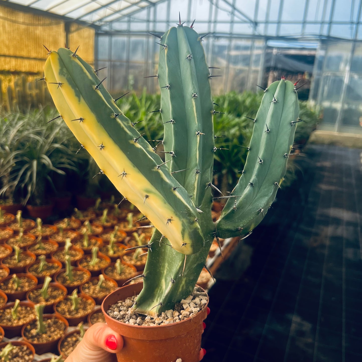 Myrtillocactus geometrizans f.variegata, 8 cm potte