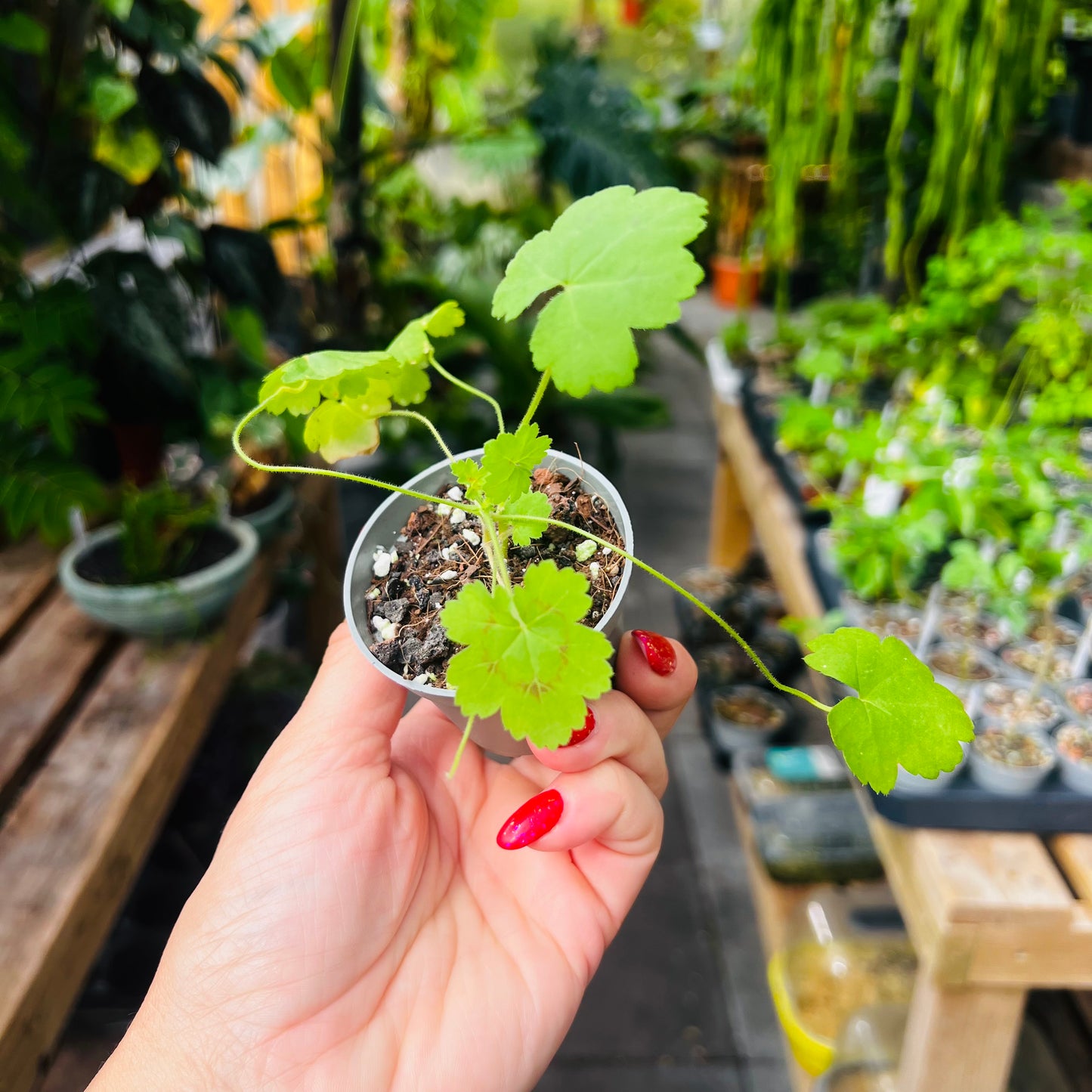 Pelargonium elongatum, 6 cm potte