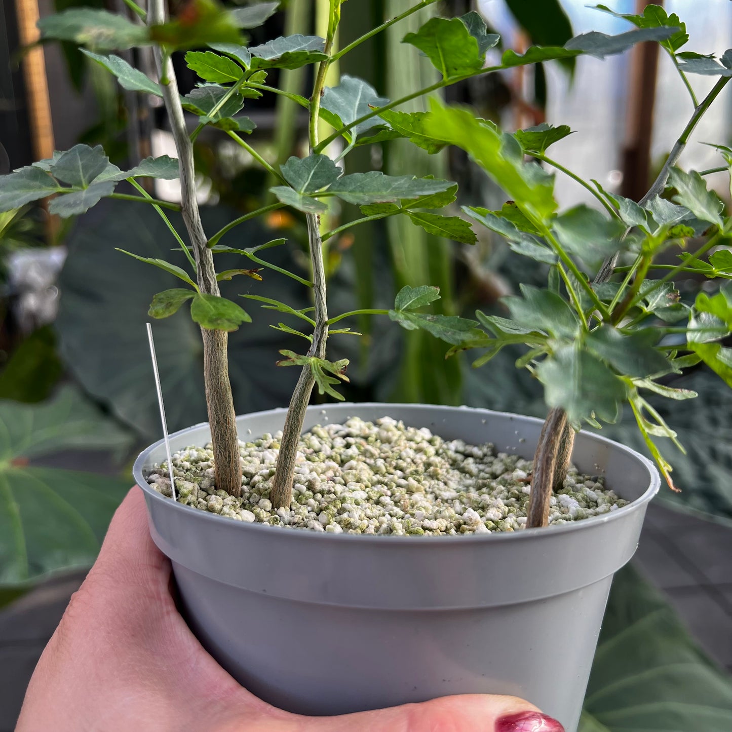 Bursera fagaroides, barroted ungplante