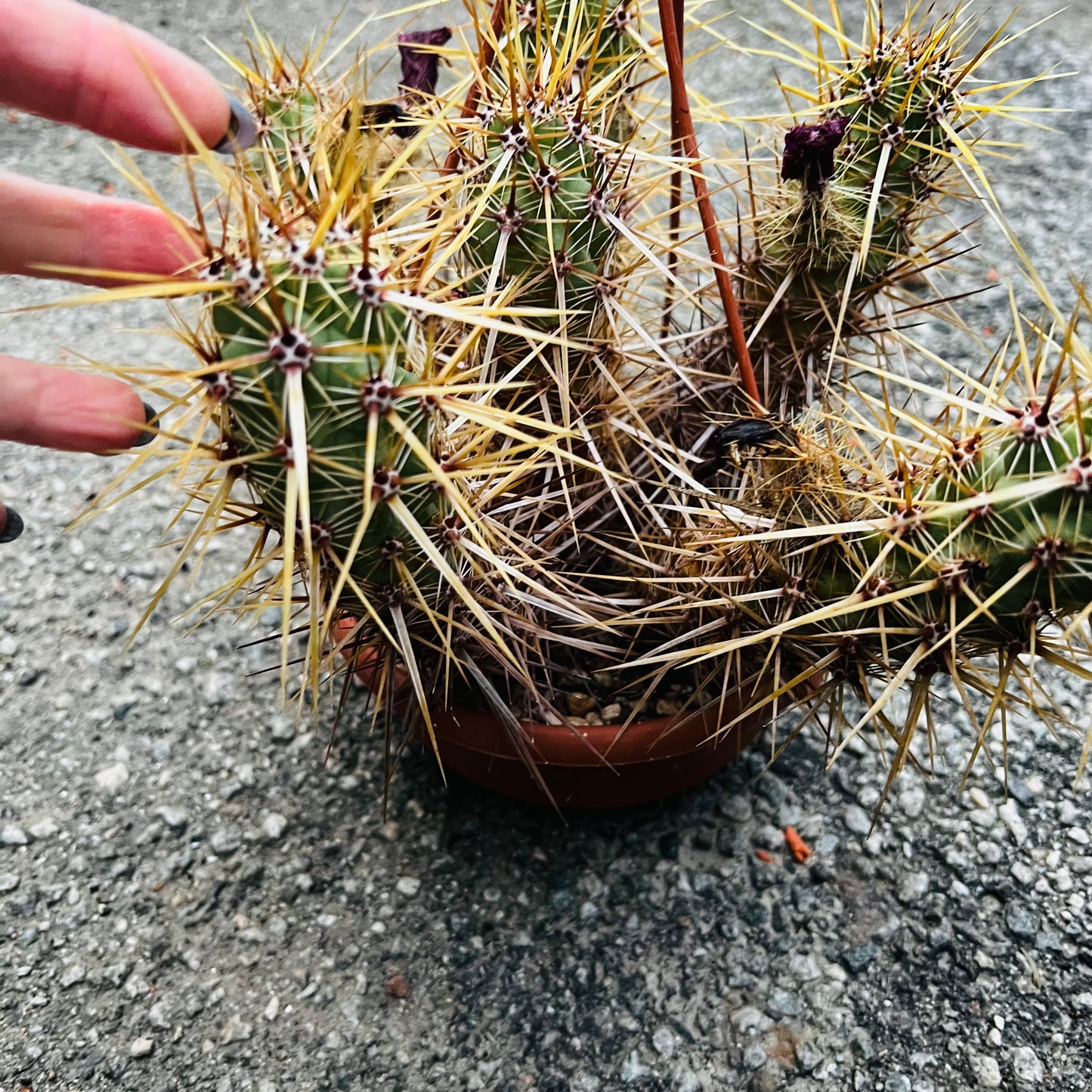 Echinocereus brandegei, 16 cm ampel