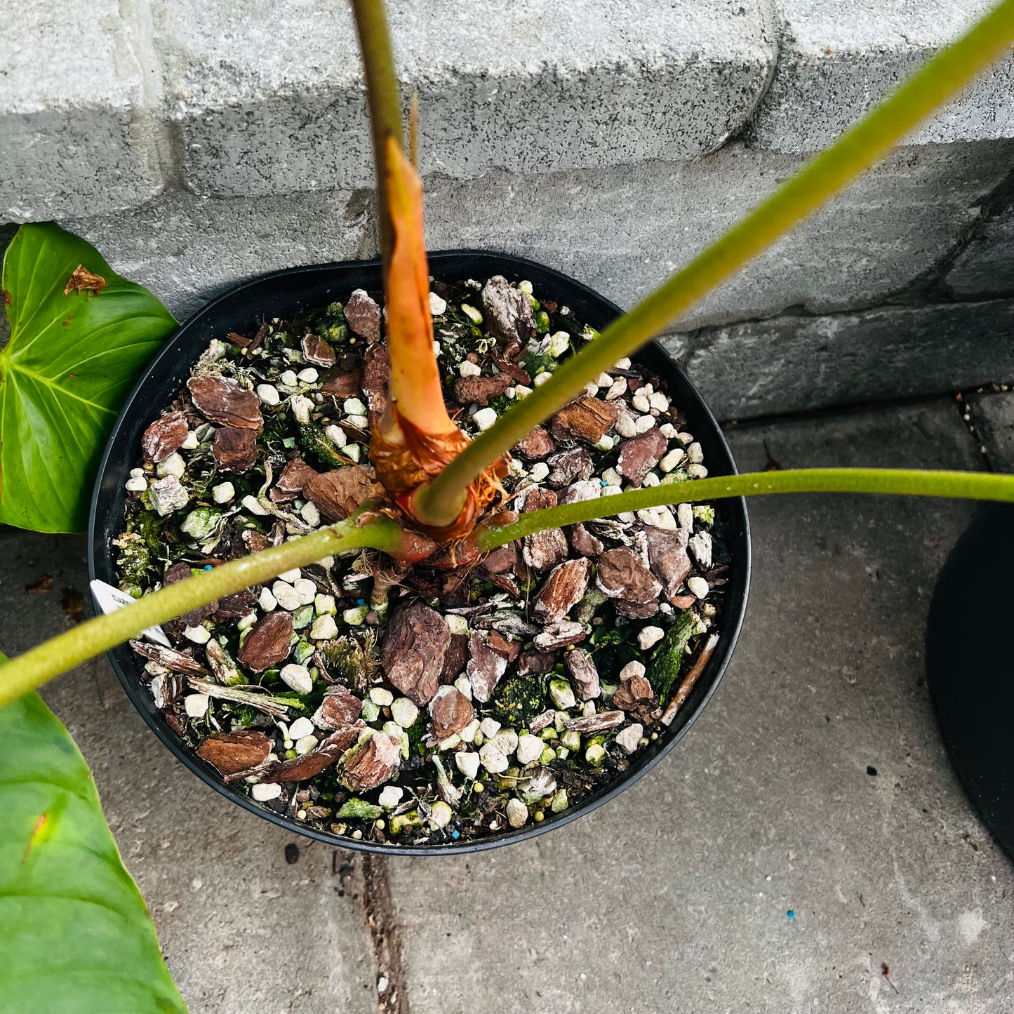 Anthurium ivanportillae, 22 cm potte