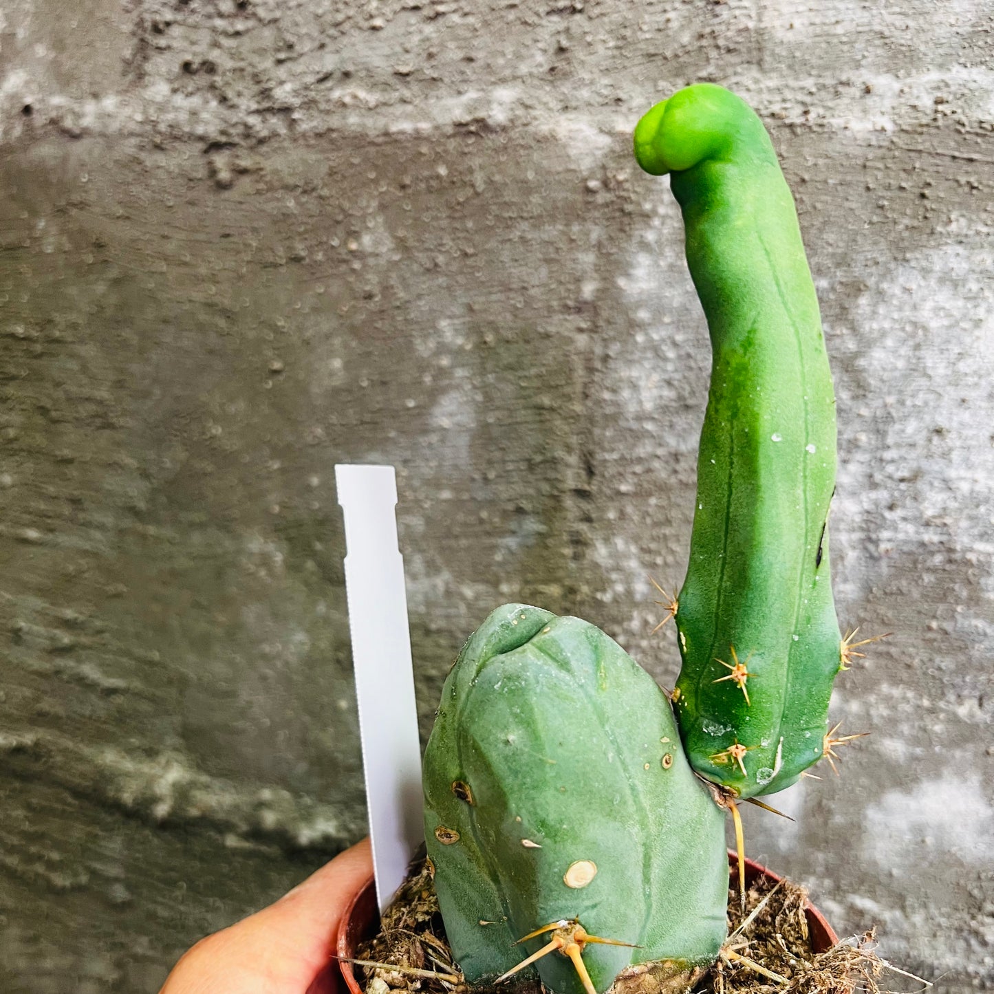 Trichocereus bridgesii, 9 cm potte