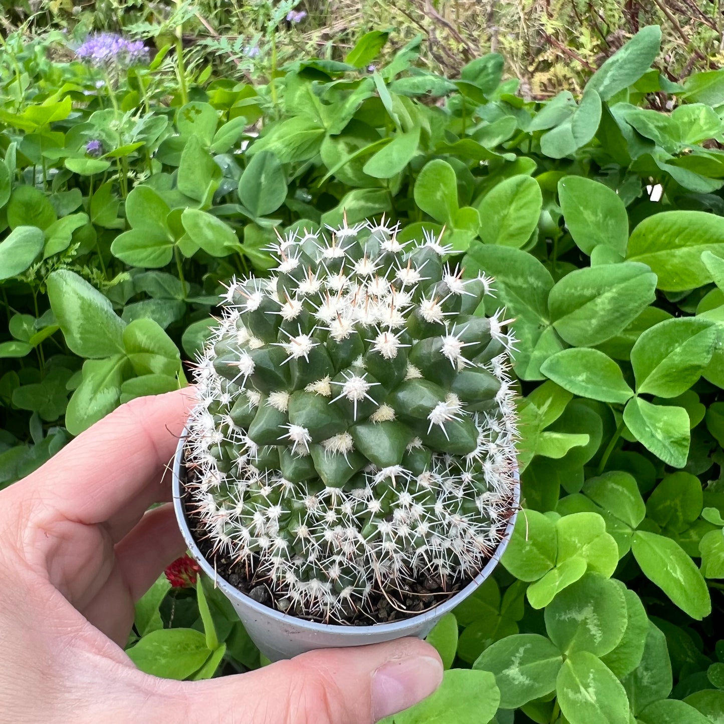 Mammillaria eichlamii, 6 cm pot