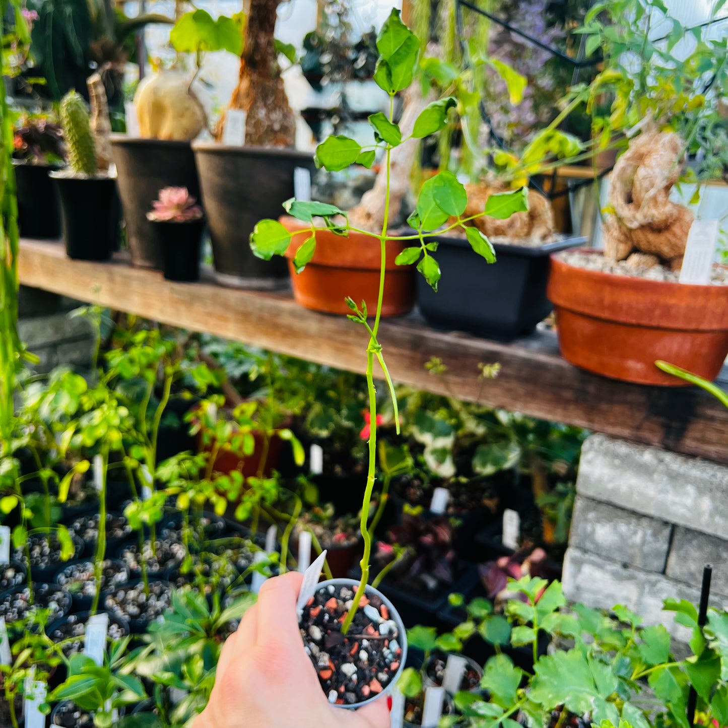 Moringa arborea, 9 cm potte