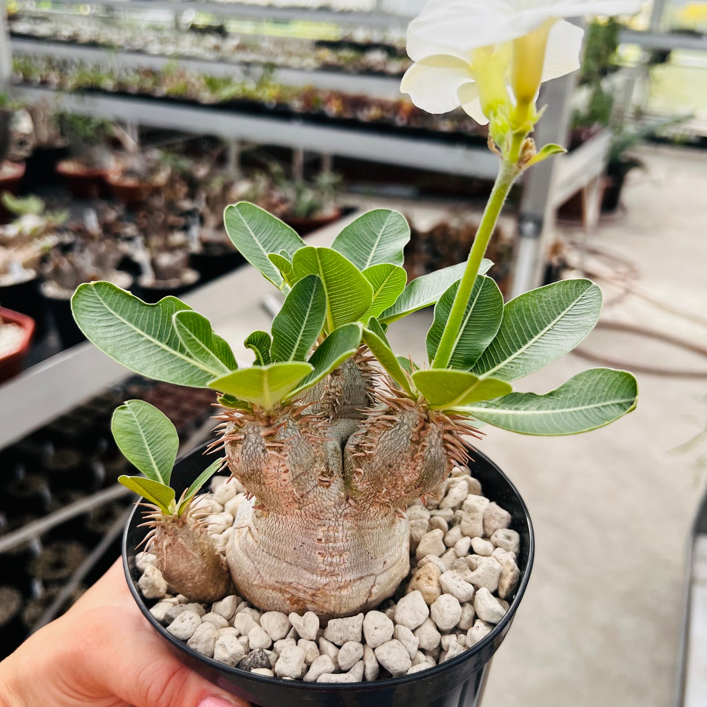 Pachypodium eburneum liten, barroted plante