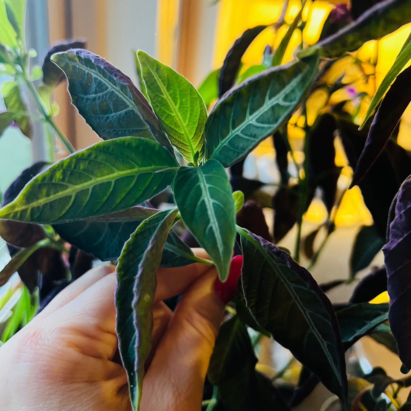 Ruellia makoyana, uroted stikling