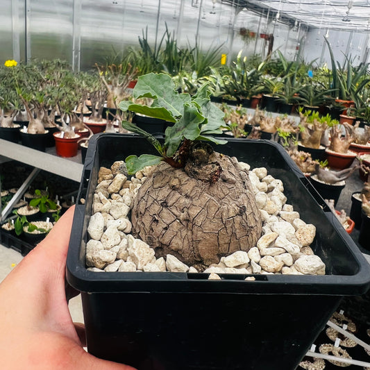 Polygonaceae sp., barroted plante